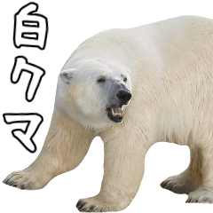 [LINEスタンプ] ほほえみフレンズ！ シロクマの日常生活