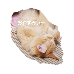 [LINEスタンプ] ちゃあちゃん 猫スタンプ3