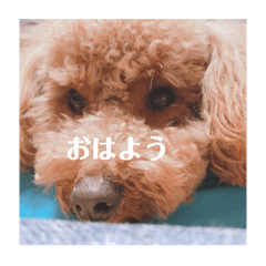 [LINEスタンプ] ココメル、時々レオ①
