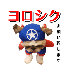 [LINEスタンプ] まろんせんぱい 1