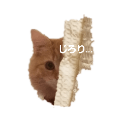 [LINEスタンプ] ちゃあちゃん 猫スタンプ