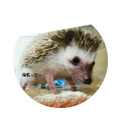 [LINEスタンプ] ハリネズミ harinezumi