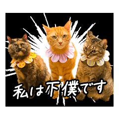[LINEスタンプ] 今日もおキャット様の下僕です。