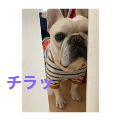[LINEスタンプ] フレブルの大福の挨拶