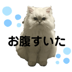 [LINEスタンプ] こてつとこうめスタンプ