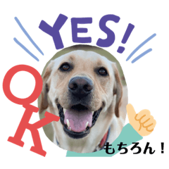 [LINEスタンプ] BAGUS LIFE Labrador Retriever
