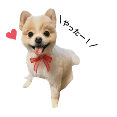 [LINEスタンプ] もふもふポメラニアンのぽぽ1