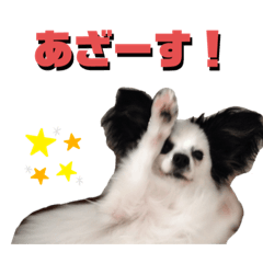 [LINEスタンプ] パピヨンのぱんちくん