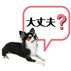 [LINEスタンプ] チワワ デカ文字 ペロリンチー太 chihuahua