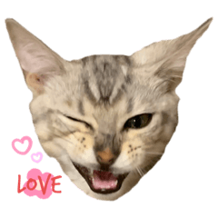 [LINEスタンプ] 我が家のこてつ第二弾