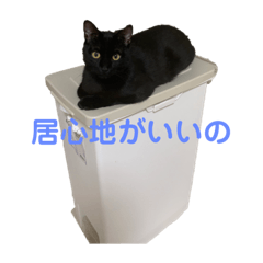 [LINEスタンプ] 黒猫イッシーのやんちゃスタンプ