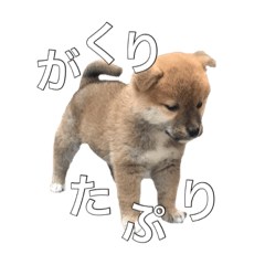 [LINEスタンプ] 柴犬こたの日常2