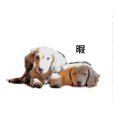 [LINEスタンプ] RUDY and WAVE