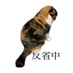 [LINEスタンプ] komugi cat