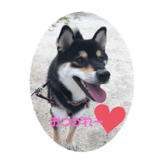 [LINEスタンプ] 柴犬 つぶみすたんぷ