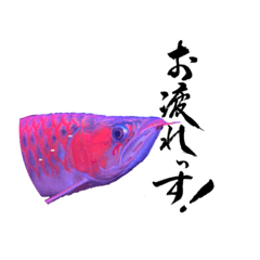 [LINEスタンプ] アロワナと筆文字のスタンプ