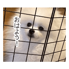 [LINEスタンプ] ぽめらにあんこむぎ