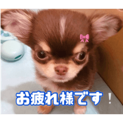 [LINEスタンプ] まーちゃんあーちゃん