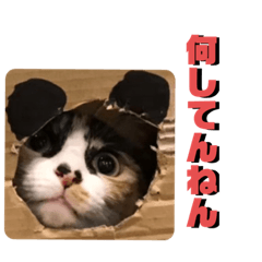 [LINEスタンプ] 日常会話ニャンズ