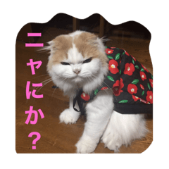 [LINEスタンプ] スコニャ独り言