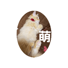 [LINEスタンプ] ちゃあちゃん 猫スタンプ4