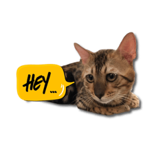 [LINEスタンプ] PUMAyouaresodumb