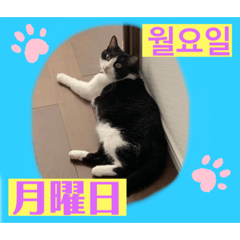 [LINEスタンプ] 韓国語付き日本語
