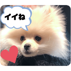 [LINEスタンプ] 犬氏スタンプ3