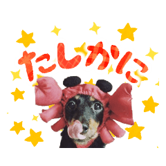 [LINEスタンプ] ミニチュアダックスのゆるっとラッキー②