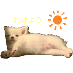 [LINEスタンプ] チワワのモコしゃん