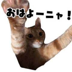 [LINEスタンプ] あつぷー茶虎猫のれつスタンプ