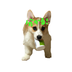 [LINEスタンプ] ヤンチャ坊主モカ太郎