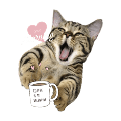 [LINEスタンプ] 猫写真スタンプのルアナな日々1