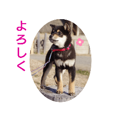 [LINEスタンプ] くろしば_まさる