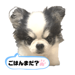 [LINEスタンプ] チワワのごまさん