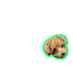 [LINEスタンプ] トイプードルのちろる 第2弾