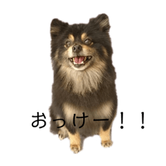 [LINEスタンプ] 黒ポメちゃんのいちにち