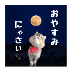 [LINEスタンプ] 猫のモコちゃん
