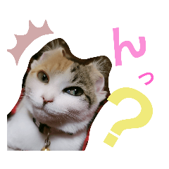 [LINEスタンプ] 子猫のラン