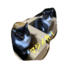 [LINEスタンプ] 赤の他猫。