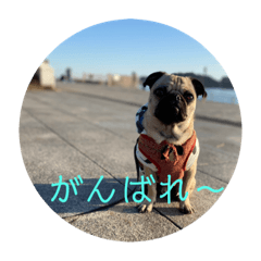 [LINEスタンプ] パグパグパラダイス⑤