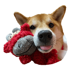 [LINEスタンプ] 柴犬おもち2
