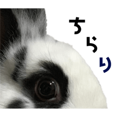 [LINEスタンプ] Noir et Blanc  2-year-old rabbit