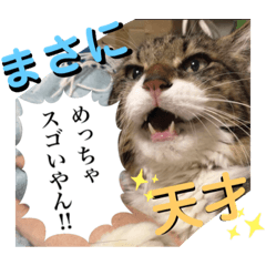 [LINEスタンプ] 猫のヤマダ氏(日常編)