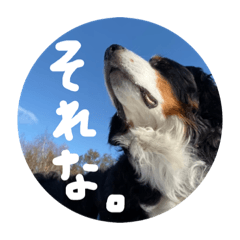 [LINEスタンプ] バーニーズマウンテンドック。うちのメル吉