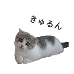 [LINEスタンプ] とろろさん