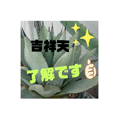 [LINEスタンプ] アガベ挨拶スタンプ
