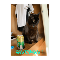 [LINEスタンプ] お猫サマ