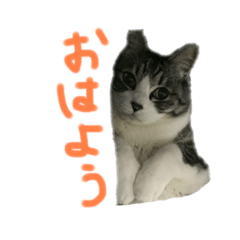 [LINEスタンプ] みるくは猫？！