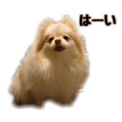 [LINEスタンプ] ポメラニアンのティナ